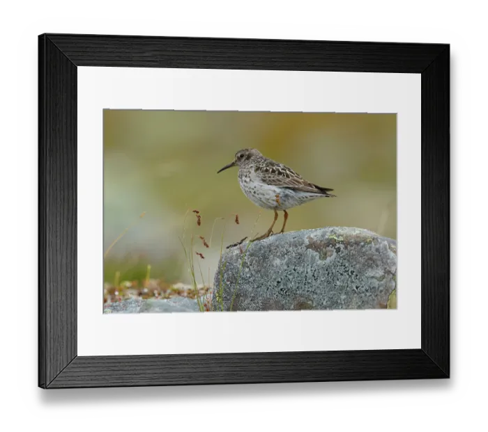 Framed Print : Purple sandpiper (Calidris maritima) perched on a rock, Varanger, Norway. July Framed Print : Purple sandpiper (Calidris maritima) perched on a rock, Varanger, Norway. July
