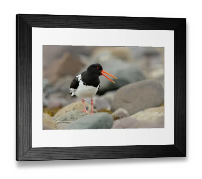 Framed Print : Oystercatcher (Haematopus ostralegus) walking over pebbles on the shore, calling, Varanger, Norway. July Framed Print : Oystercatcher (Haematopus ostralegus) walking over pebbles on the shore, calling, Varanger, Norway. July