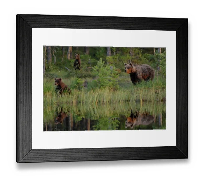 Framed Print : Brown bear (Ursus arctos) female with two cubs at edge of pond in forest, Finland. July Framed Print : Brown bear (Ursus arctos) female with two cubs at edge of pond in forest, Finland. July