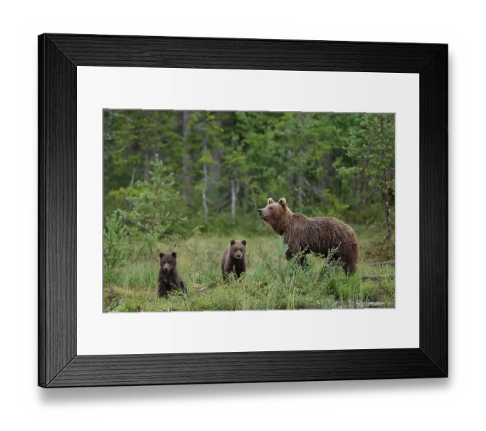 Framed Print : Brown bear (Ursus arctos) female with two cubs in forest clearing, Finland. July Framed Print : Brown bear (Ursus arctos) female with two cubs in forest clearing, Finland. July