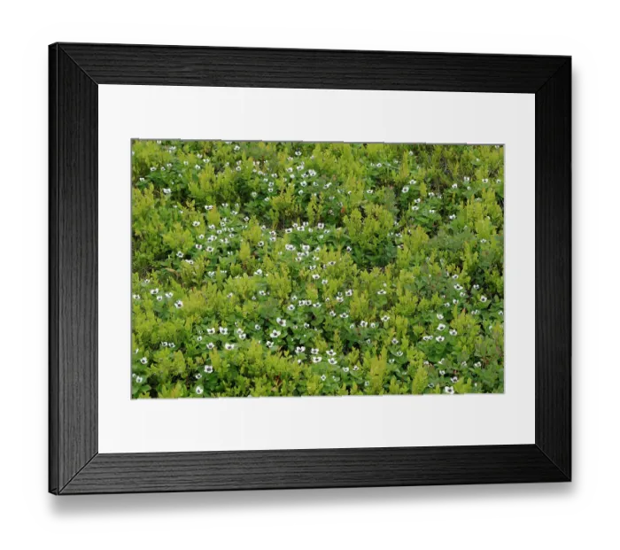 Framed Print : Dwarf cornel (Cornus suecica) in flower among Blueberry (Vaccinium myrtillus) bushes, Varanger, Norway. July Framed Print : Dwarf cornel (Cornus suecica) in flower among Blueberry (Vaccinium myrtillus) bushes, Varanger, Norway. July