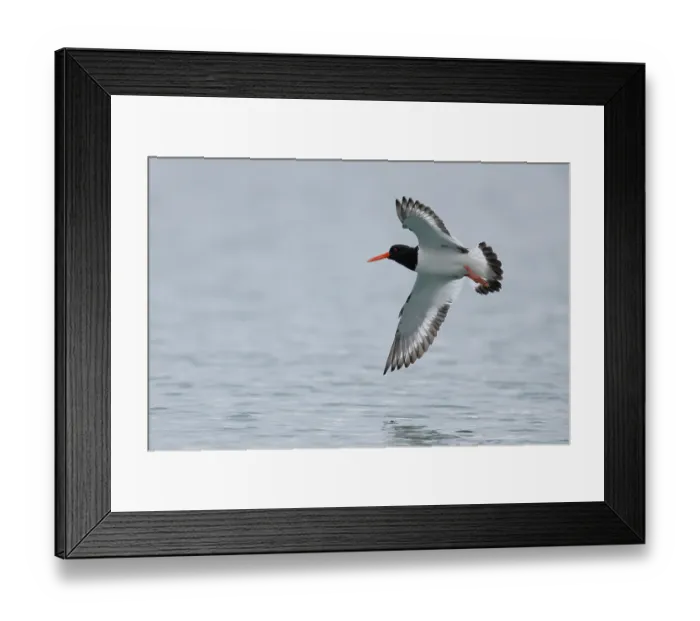 Framed Print : Oystercatcher (Haematopus ostralegus) in flight over water, Varanger, Norway. July Framed Print : Oystercatcher (Haematopus ostralegus) in flight over water, Varanger, Norway. July