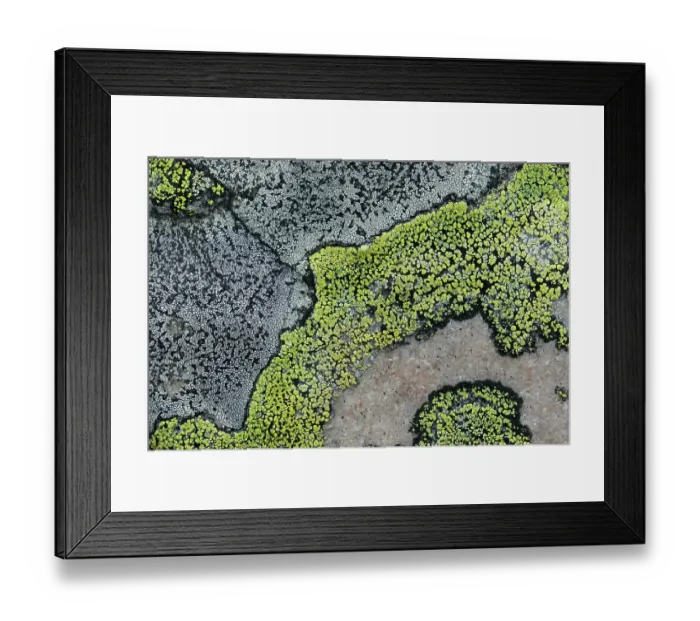 Framed Print : Lichens on a stone, Varanger, Norway. July Framed Print : Lichens on a stone, Varanger, Norway. July