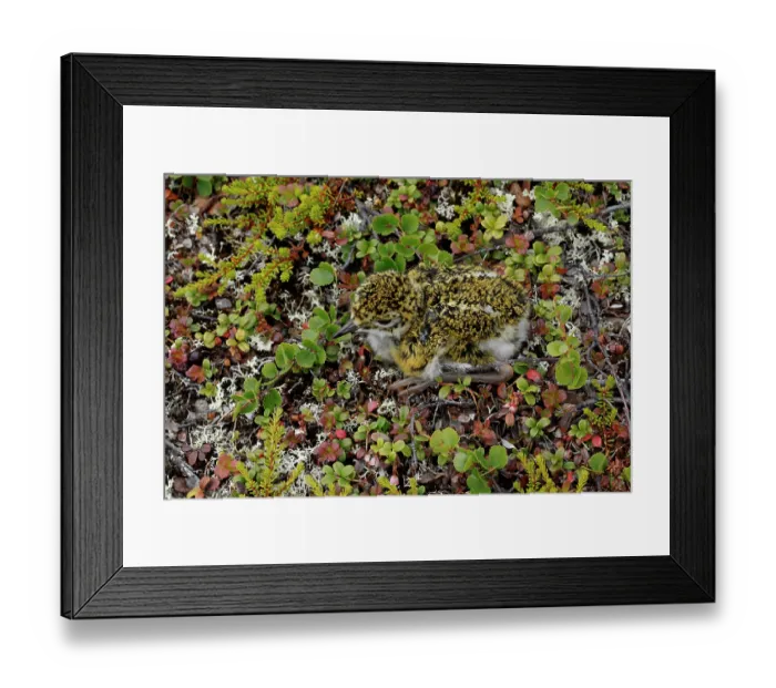 Framed Print : Golden plover (Pluvialis apricaria) chick, resting on the ground, Varanger, Norway. July Framed Print : Golden plover (Pluvialis apricaria) chick, resting on the ground, Varanger, Norway. July