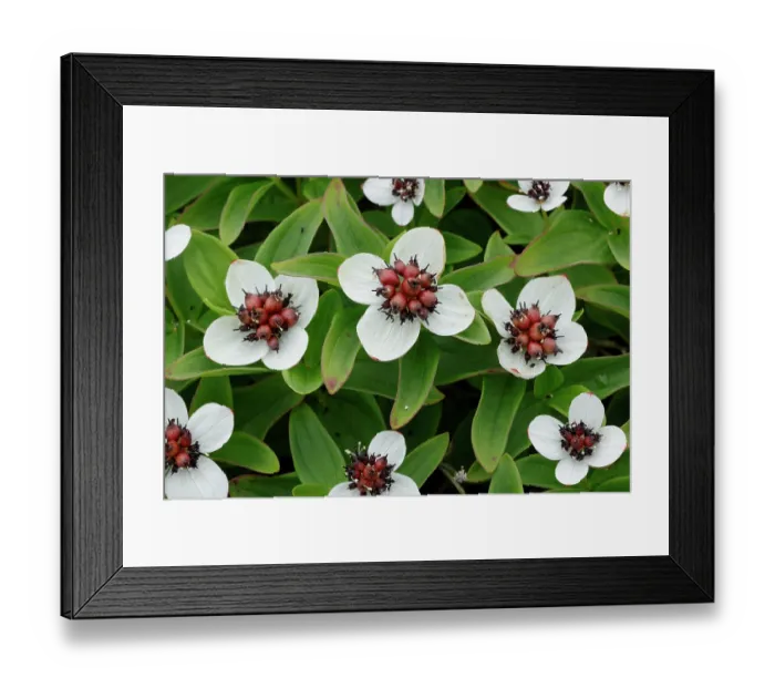 Framed Print : Dwarf cornel (Cornus suecica) in flower, Varanger, Norway. July Framed Print : Dwarf cornel (Cornus suecica) in flower, Varanger, Norway. July