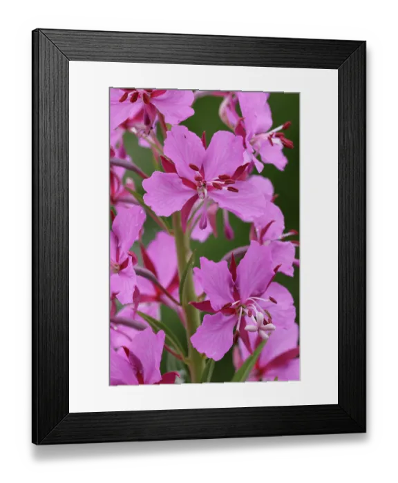 Framed Print : Fireweed (Epilobium angustifolium) in flower, Varanger, Norway. July Framed Print : Fireweed (Epilobium angustifolium) in flower, Varanger, Norway. July