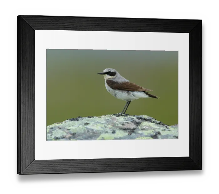 Framed Print : Wheatear (Oenanthe oenanthe) male, perched on lichen-covered rock, Varanger, Norway. July Framed Print : Wheatear (Oenanthe oenanthe) male, perched on lichen-covered rock, Varanger, Norway. July
