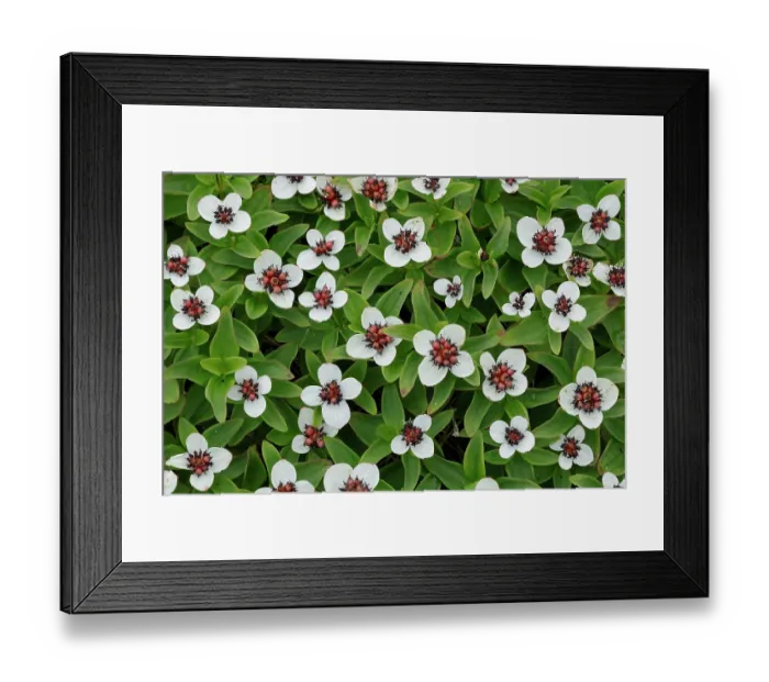 Framed Print : Dwarf cornel (Cornus suecica) in flower, Varanger, Norway. July Framed Print : Dwarf cornel (Cornus suecica) in flower, Varanger, Norway. July