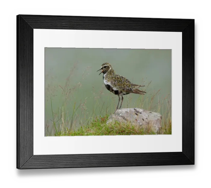 Framed Print : Golden plover (Pluvialis apricaria) perched on a rock calling, Varanger, Norway. July Framed Print : Golden plover (Pluvialis apricaria) perched on a rock calling, Varanger, Norway. July