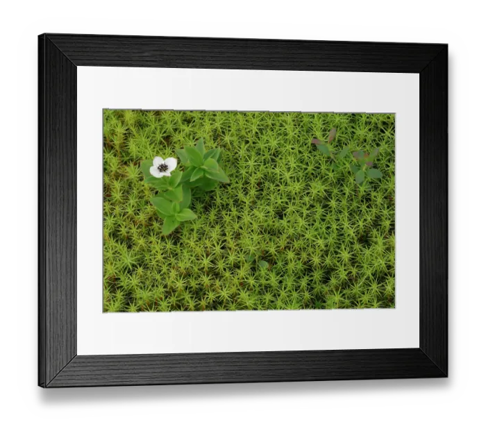 Framed Print : Dwarf cornel (Cornus suecica) in flower among moss, Varanger, Norway. July