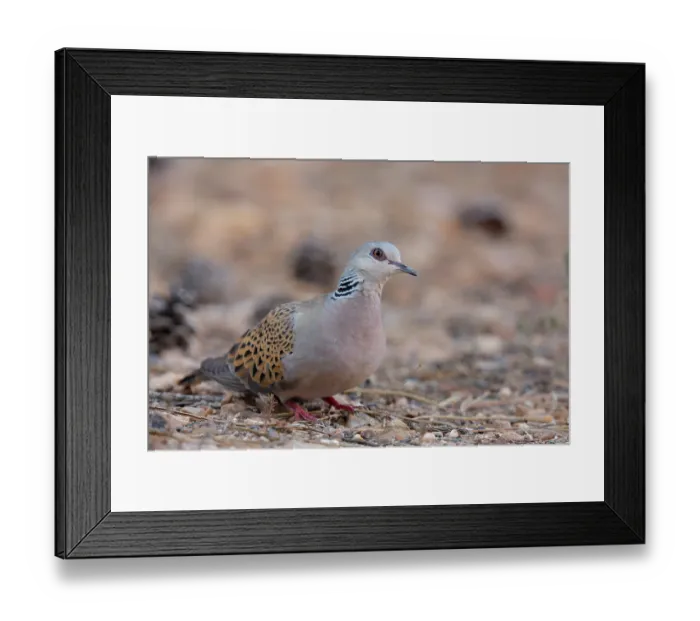 Framed Print : Turtle dove (Streptopelia turtur) portrait, La Rioja, Spain. August Framed Print : Turtle dove (Streptopelia turtur) portrait, La Rioja, Spain. August