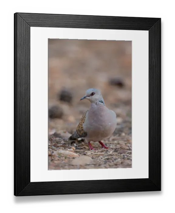 Framed Print : Turtle dove (Streptopelia turtur) portrait, La Rioja, Spain. August Framed Print : Turtle dove (Streptopelia turtur) portrait, La Rioja, Spain. August