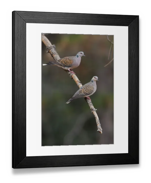 Framed Print : Turtle doves (Streptopelia turtur) pair perched on branch, La Rioja, Spain. August Framed Print : Turtle doves (Streptopelia turtur) pair perched on branch, La Rioja, Spain. August