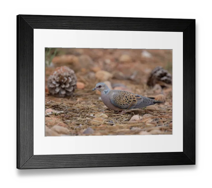 Framed Print : Turtle dove (Streptopelia turtur) resting on the ground among pine cones, La Rioja, Spain. August Framed Print : Turtle dove (Streptopelia turtur) resting on the ground among pine cones, La Rioja, Spain. August