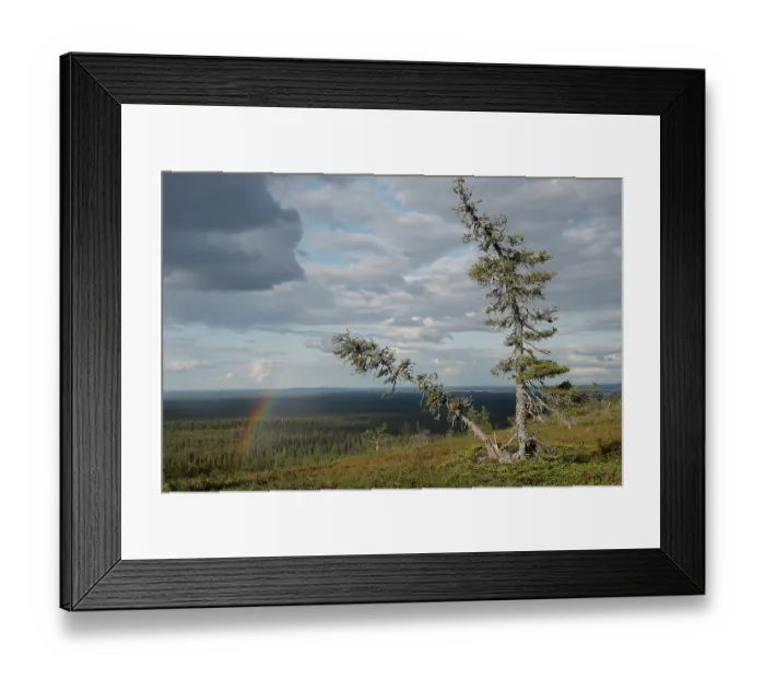 Framed Print : Rainbow and cloudy sky over forest landscape, Riisitunturi National Park, Lapland, Finland. July, 2023 Framed Print : Rainbow and cloudy sky over forest landscape, Riisitunturi National Park, Lapland, Finland. July, 2023