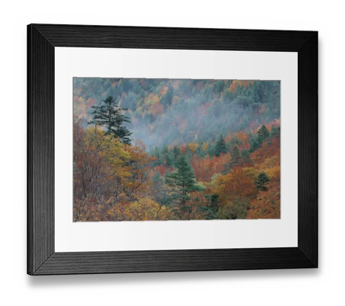 Framed Print : Mist over forested valley in autumn, Selva de Oza, Valles Occidentales Natural Park, Pyrenees, Spain. November, 2023 Framed Print : Mist over forested valley in autumn, Selva de Oza, Valles Occidentales Natural Park, Pyrenees, Spain. November, 2023
