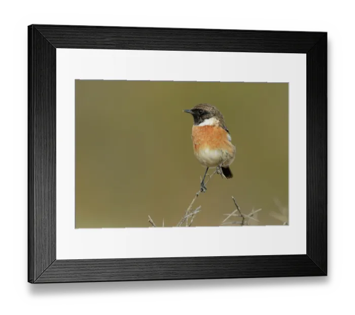 Framed Print : Stonechat (Saxicola rubicola) male, perched on dry vegetation, Tarifa, Cadiz, Spain. September Framed Print : Stonechat (Saxicola rubicola) male, perched on dry vegetation, Tarifa, Cadiz, Spain. September