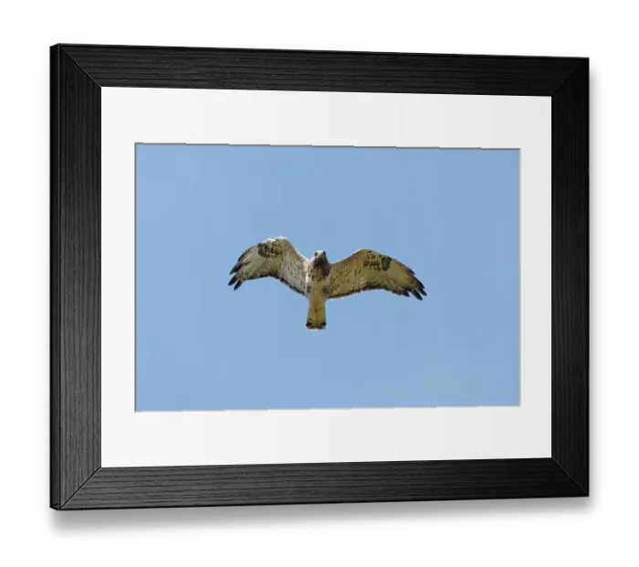 Framed Print : Rough-legged buzzard (Buteo lagopus) in flight, Varanger, Norway. July Framed Print : Rough-legged buzzard (Buteo lagopus) in flight, Varanger, Norway. July
