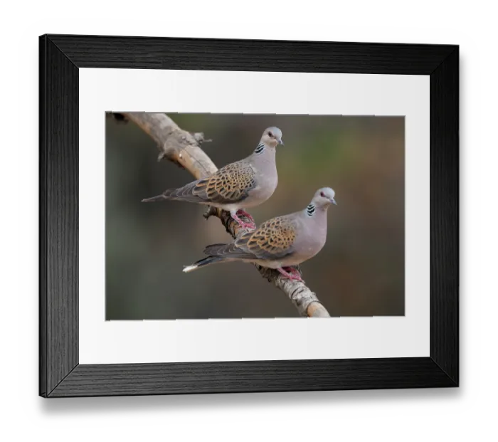 Framed Print : Turtle doves (Streptopelia turtur) pair perched on branch, La Rioja, Spain. August Framed Print : Turtle doves (Streptopelia turtur) pair perched on branch, La Rioja, Spain. August