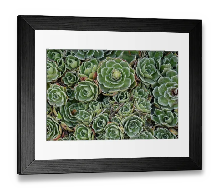 Framed Print : Alpine saxifrage (Saxifraga paniculata) leaves detail, Pyrenees, Spain. June Framed Print : Alpine saxifrage (Saxifraga paniculata) leaves detail, Pyrenees, Spain. June