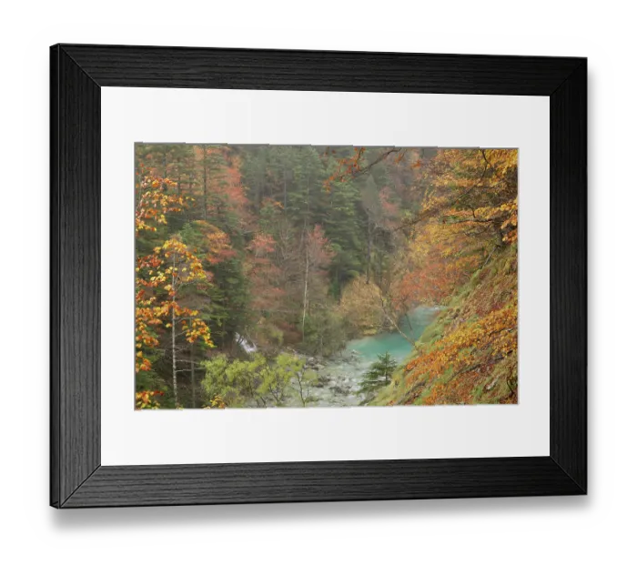 Framed Print : Arazas river flowing through autumnal forest, Ordesa Valley, Ordesa and Monte Perdido National Park, Pyrenees, Spain. November, 2023