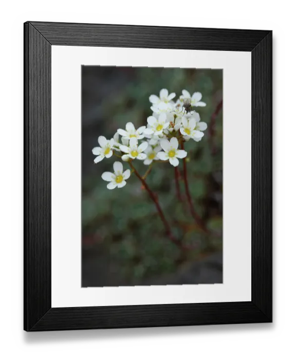Framed Print : Alpine saxifrage (Saxifraga paniculata) in flower, Pyrenees, Spain. June Framed Print : Alpine saxifrage (Saxifraga paniculata) in flower, Pyrenees, Spain. June