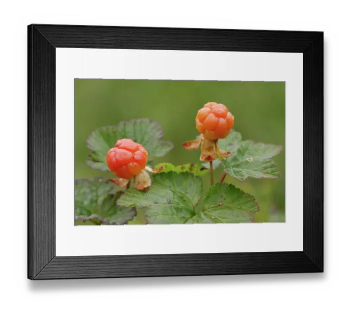 Framed Print : Cloudberries (Rubus chamaemorus), Riisitunturi National Park, Finnish Lapland, Finland. July