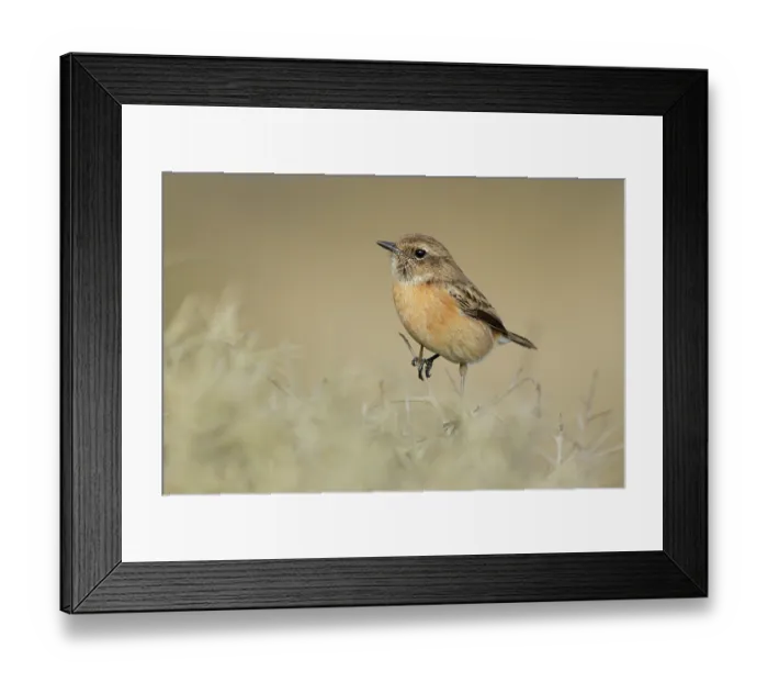 Framed Print : Stonechat (Saxicola rubicola) female, perched on dry vegetation, Tarifa, Cadiz, Spain. September Framed Print : Stonechat (Saxicola rubicola) female, perched on dry vegetation, Tarifa, Cadiz, Spain. September