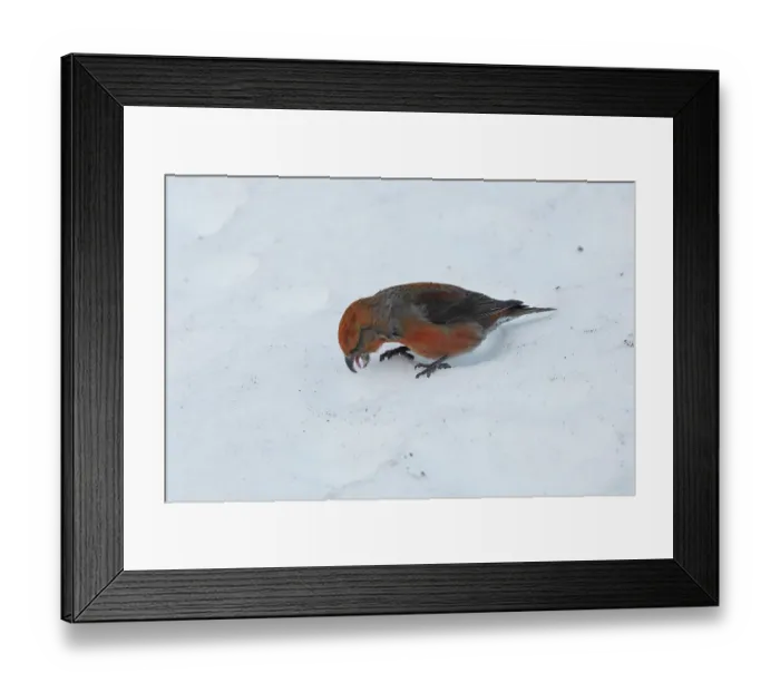 Framed Print : Crossbill (Loxia curvirostra) male, feeding on mineral salts from salt thrown by a plough to clear snow from the road, Pyrenees, Spain. February Framed Print : Crossbill (Loxia curvirostra) male, feeding on mineral salts from salt thrown by a plough to clear snow from the road, Pyrenees, Spain. February