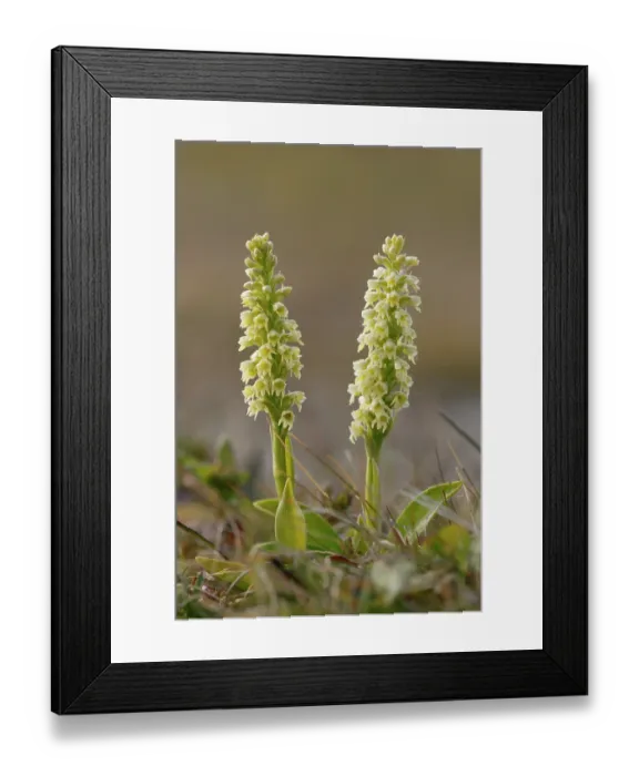 Framed Print : Small white orchid (Pseudorchis albida) in flower, Varanger, Norway. July Framed Print : Small white orchid (Pseudorchis albida) in flower, Varanger, Norway. July