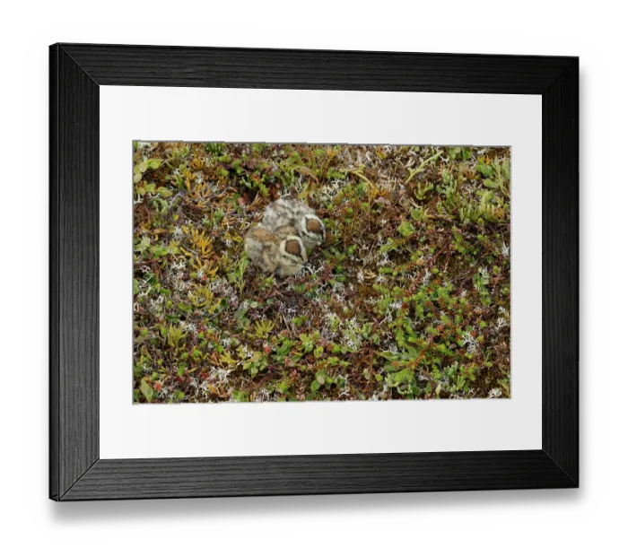 Framed Print : Two Ptarmigan (Lagopus muta) chicks resting on the ground, Varanger, Norway. July