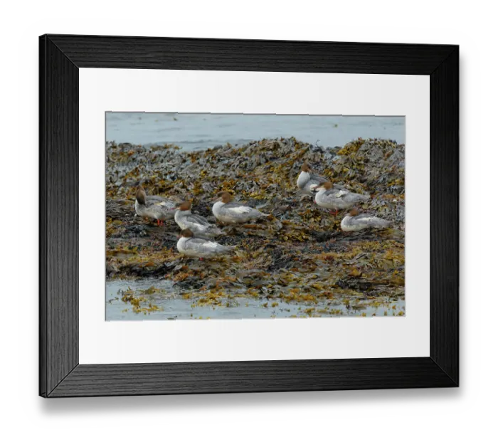 Framed Print : Group of Goosanders (Mergus merganser) resting on seaweed on the shore, Varanger, Norway. July Framed Print : Group of Goosanders (Mergus merganser) resting on seaweed on the shore, Varanger, Norway. July