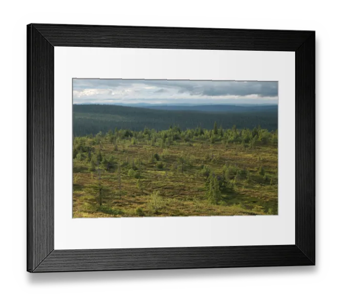 Framed Print : View of forest landscape, Riisitunturi National Park, Finnish Lapland, Finland. July, 2023 Framed Print : View of forest landscape, Riisitunturi National Park, Finnish Lapland, Finland. July, 2023