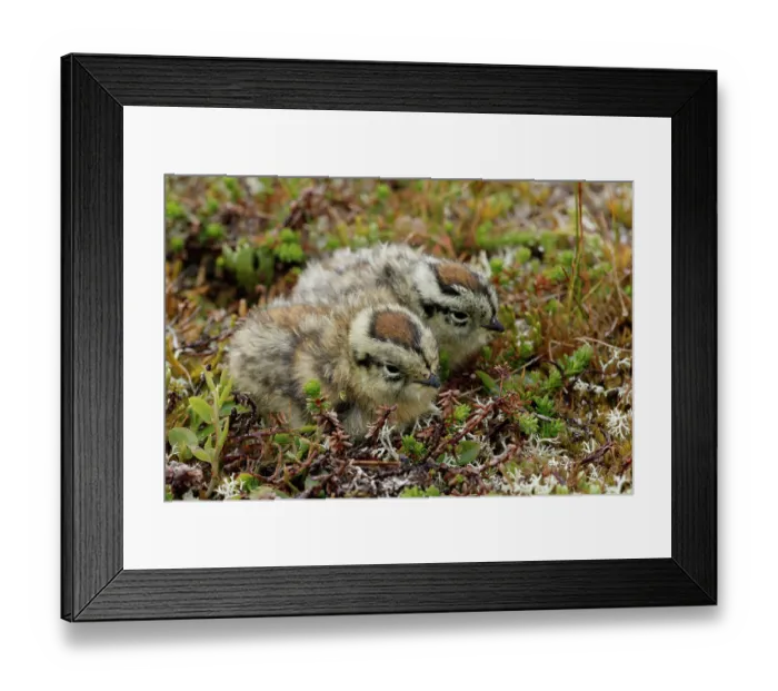Framed Print : Two Ptarmigan (Lagopus muta) chicks resting on the ground, Varanger, Norway. July Framed Print : Two Ptarmigan (Lagopus muta) chicks resting on the ground, Varanger, Norway. July