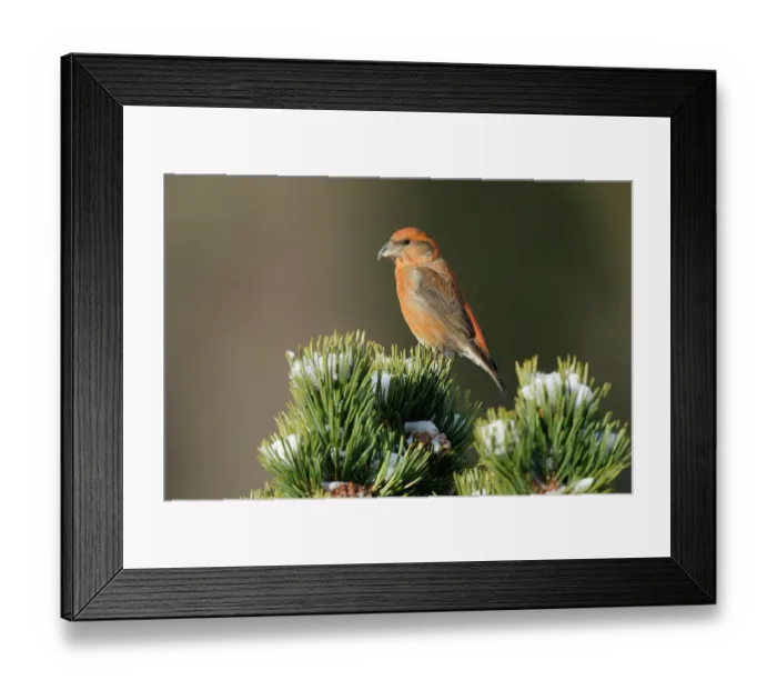 Framed Print : Crossbill (Loxia curvirostra) male, perched on a Pine tree, Pyrenees, Spain. January Framed Print : Crossbill (Loxia curvirostra) male, perched on a Pine tree, Pyrenees, Spain. January