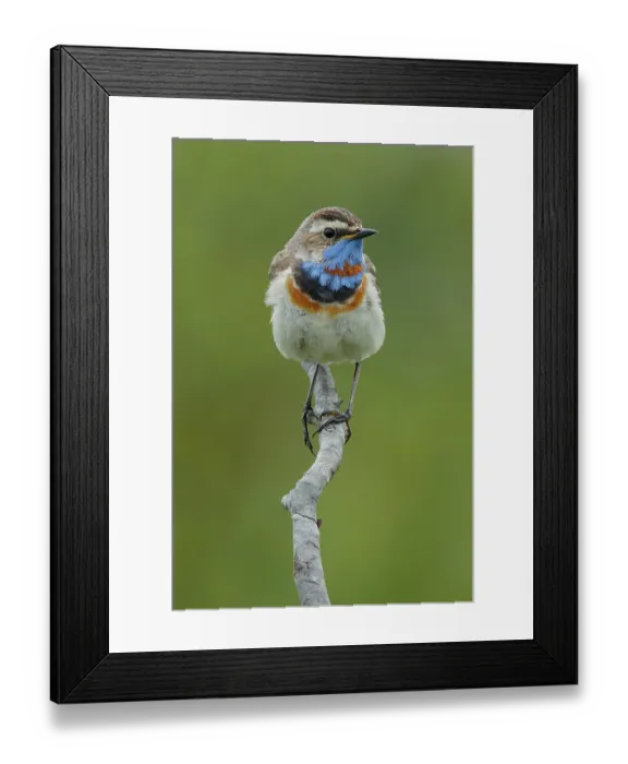 Framed Print : Bluethroat (Luscinia svecica) male, perched on branch, Varanger, Norway. July Framed Print : Bluethroat (Luscinia svecica) male, perched on branch, Varanger, Norway. July