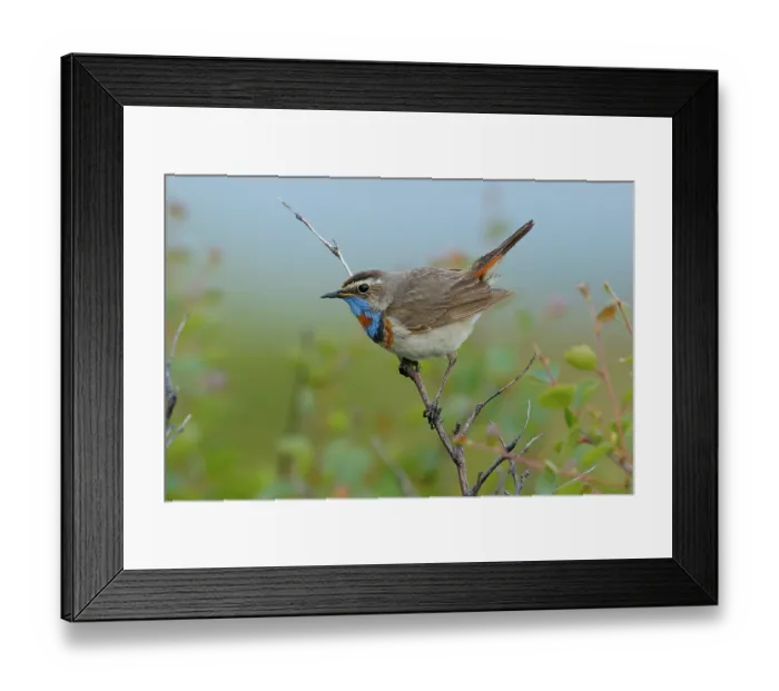 Framed Print : Bluethroat (Luscinia svecica) male, perched on branch, Varanger, Norway. July Framed Print : Bluethroat (Luscinia svecica) male, perched on branch, Varanger, Norway. July