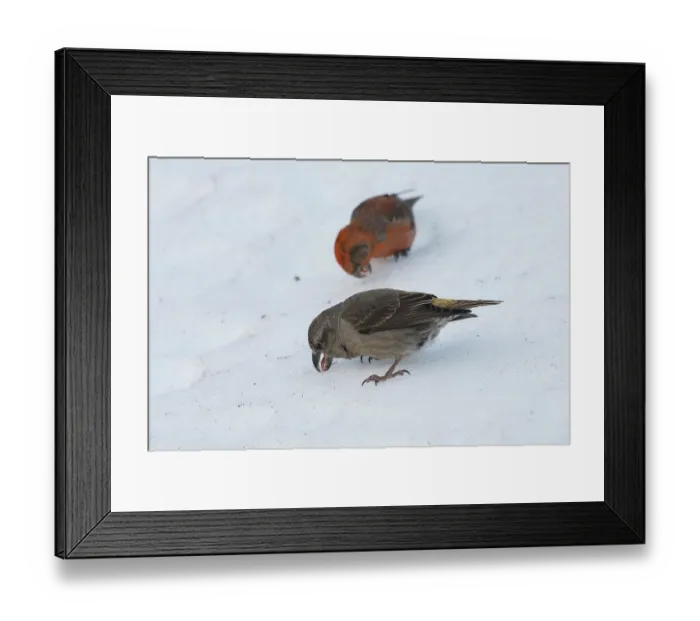 Framed Print : Crossbills (Loxia curvirostra) pair, female in foreground, feeding on mineral salts from salt thrown by a plough to clear snow from the road, Pyrenees, Spain. February Framed Print : Crossbills (Loxia curvirostra) pair, female in foreground, feeding on mineral salts from salt thrown by a plough to clear snow from the road, Pyrenees, Spain. February