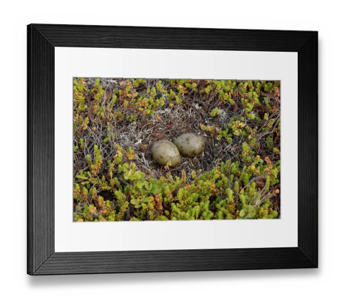 Framed Print : Long-tailed skua (Stercorarius longicaudus) eggs in nest on the ground, Varanger, Norway. July Framed Print : Long-tailed skua (Stercorarius longicaudus) eggs in nest on the ground, Varanger, Norway. July