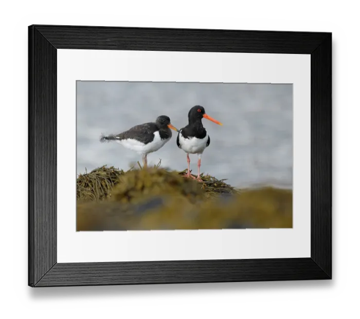Framed Print : Oystercatcher (Haematopus ostralegus) with chick perched on rocks along the shore, Varanger, Norway. July Framed Print : Oystercatcher (Haematopus ostralegus) with chick perched on rocks along the shore, Varanger, Norway. July