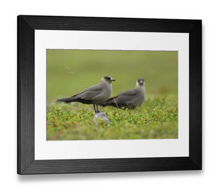 Framed Print : Two Arctic skuas (Stercorarius parasiticus) portrait, Varanger, Norway. July Framed Print : Two Arctic skuas (Stercorarius parasiticus) portrait, Varanger, Norway. July