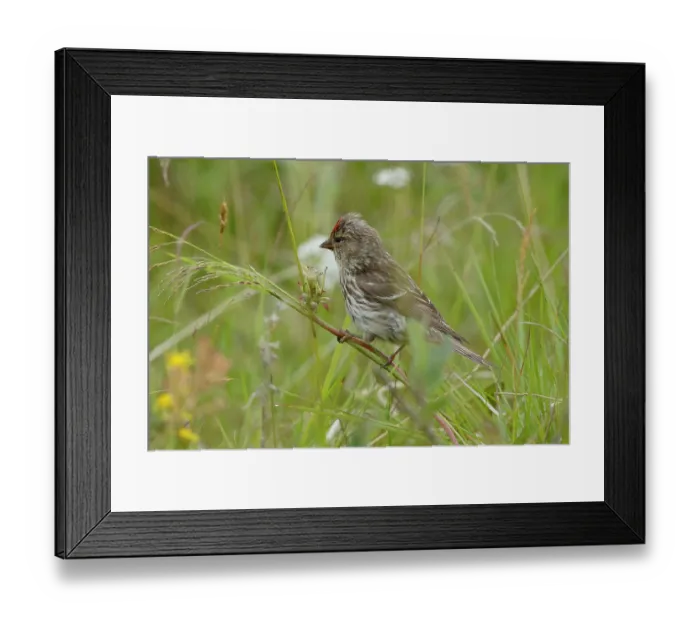 Framed Print : Redpoll (Acanthis flammea) perched among grass feeding on seeds, Varanger, Norway. July Framed Print : Redpoll (Acanthis flammea) perched among grass feeding on seeds, Varanger, Norway. July