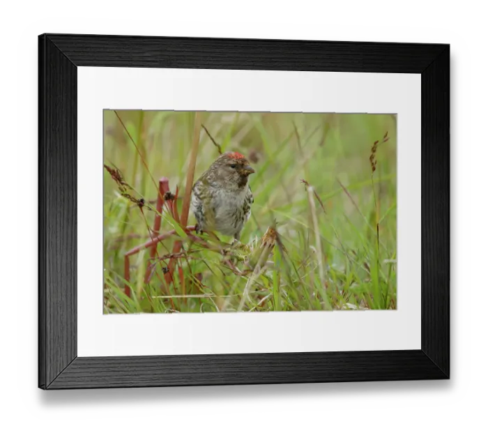 Framed Print : Redpoll (Acanthis flammea) perched among grass feeding on seeds, Varanger, Norway. July