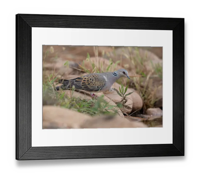 Framed Print : Turtle dove (Streptopelia turtur) perched on rock at edge of water hole, La Rioja, Spain. September Framed Print : Turtle dove (Streptopelia turtur) perched on rock at edge of water hole, La Rioja, Spain. September