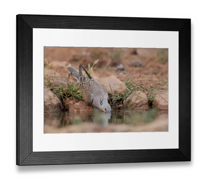 Framed Print : Turtle dove (Streptopelia turtur) drinking at a water hole, La Rioja, Spain. August Framed Print : Turtle dove (Streptopelia turtur) drinking at a water hole, La Rioja, Spain. August