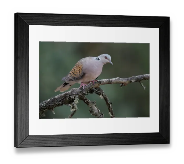 Framed Print : Turtle dove (Streptopelia turtur) perched on branch, La Rioja, Spain. August Framed Print : Turtle dove (Streptopelia turtur) perched on branch, La Rioja, Spain. August
