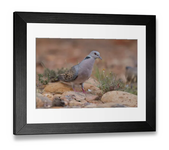 Framed Print : Turtle dove (Streptopelia turtur) walking over rocky ground, La Rioja, Spain. August