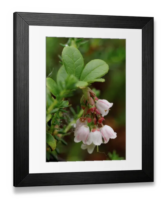 Framed Print : Lingonberry (Vaccinium vitis-idaea) in flower, Varanger, Norway. July Framed Print : Lingonberry (Vaccinium vitis-idaea) in flower, Varanger, Norway. July