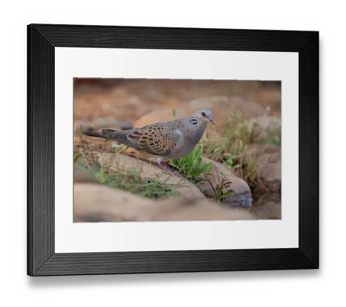 Framed Print : Turtle dove (Streptopelia turtur) perched on rock at edge of water hole, La Rioja, Spain. September Framed Print : Turtle dove (Streptopelia turtur) perched on rock at edge of water hole, La Rioja, Spain. September