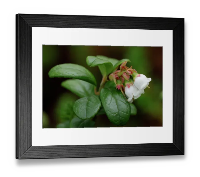 Framed Print : Lingonberry (Vaccinium vitis-idaea) in flower, Varanger, Norway. July Framed Print : Lingonberry (Vaccinium vitis-idaea) in flower, Varanger, Norway. July